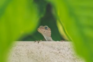 Tight focus close-up of a lizard looking over a wall surrounded by green flora out of focus